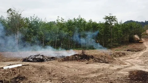 Deforestation aerial view Stock Footage 87812195