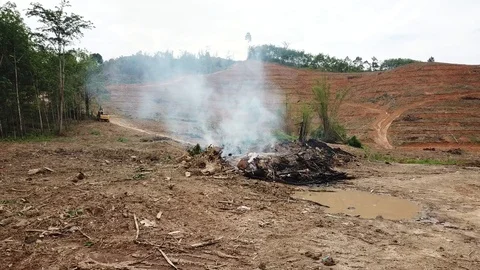 Deforestation aerial view Video stock 87816596