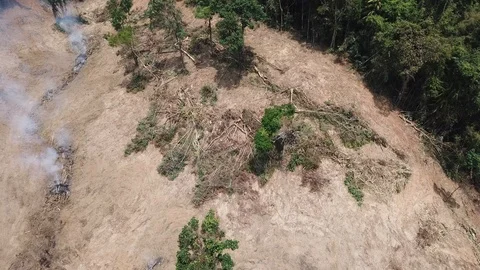 Deforestation aerial view Video stock 88234190