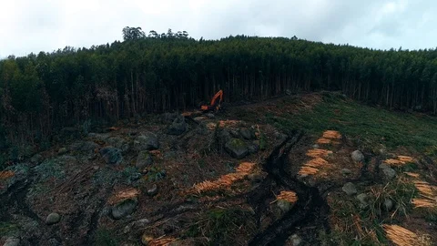 Deforestation Aerial View Stock Footage 99798724