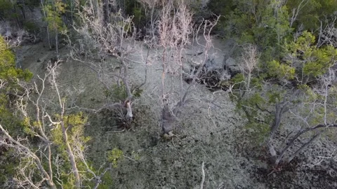 Deforestation affected by the global warming Stock Footage 283631601