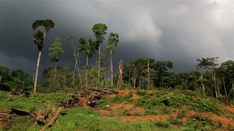 Deforestation in African jungle Stock Footage 50686703