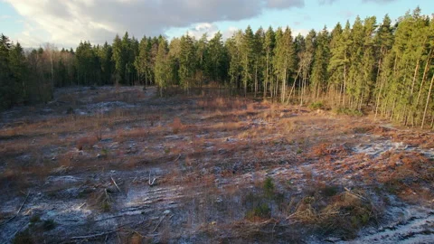 Deforestation after clear felling of trees. Видео 170532169