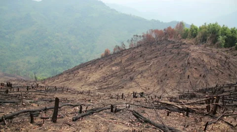 Deforestation, after forest fire, natural disaster Stock Footage 40433349