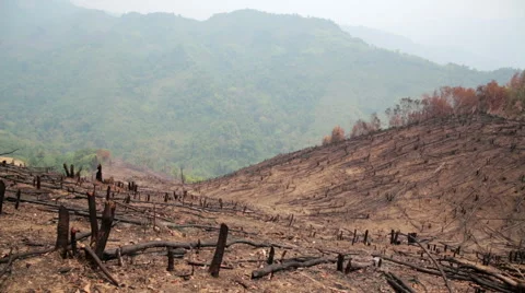 Deforestation, after forest fire, natural disaster Stock Footage 40433354