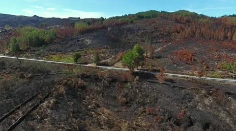 Deforestation After Forest Fire Natural Disaster aerial shot 4k Stock Footage 67777119