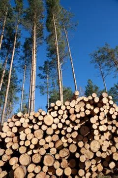 Deforestation after the squall Stock Photos