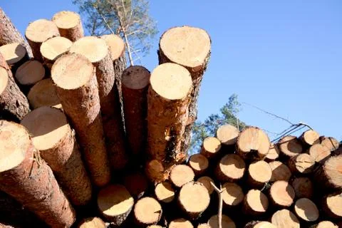 Deforestation after the squall Stock Photos