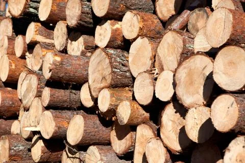 Deforestation after the squall 写真素材