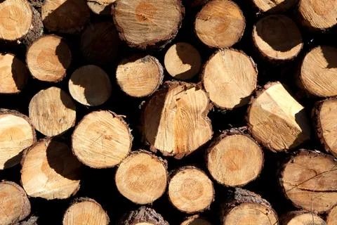 Deforestation after the squall Stock Photos