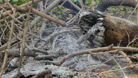 Deforestation for agriculture by fire. 库存影片 118555660