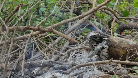 Deforestation for agriculture by fire. 库存影片 118555729