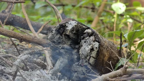 Deforestation for agriculture by fire. 库存影片 118555848