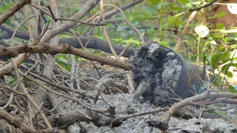Deforestation for agriculture by fire. 库存影片 118556008