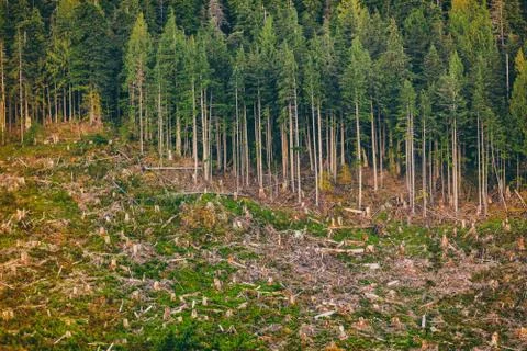 Deforestation of Alaska forest nature outdoor background. Stock Photos