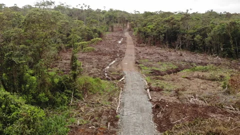 Deforestation along a new road cut through primary rainforest in Ecuador Stock Footage 154167349
