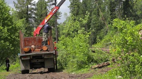 Deforestation in the Altai Stock Footage 50827017
