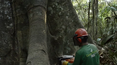 Deforestation in the Amazon rainforest Stock Footage 52451495