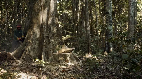 Deforestation in the Amazon rainforest Stock Footage 52454665
