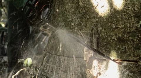 Deforestation in the Amazon rainforest Stock Footage 52455106