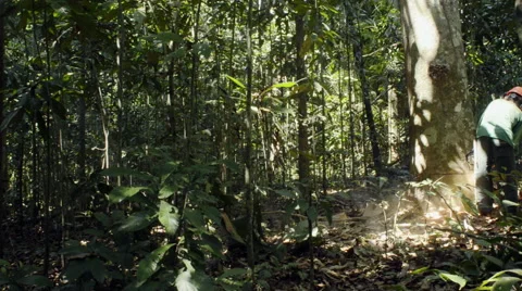 Deforestation in the Amazon rainforest Stock Footage