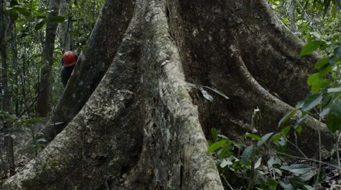 Deforestation in the Amazon rainforest Stock Footage 52459345