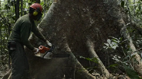 Deforestation in the Amazon rainforest Stock Footage 52459758