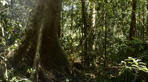 Deforestation in the Amazon rainforest Stock Footage 52582811