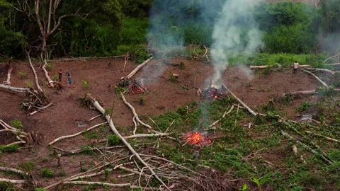 Deforestation in Amazon rainforest with slash and burn fires raging. Aerial Stock Footage 324189915