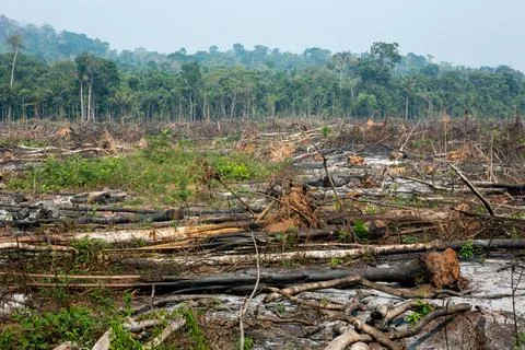 Deforestation in the Amazon rainforest. Trunks of trees cut down by illegal log Stock Photos