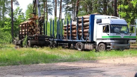 Deforestation and automated loading onto a truck vehicle Video stock 109496414