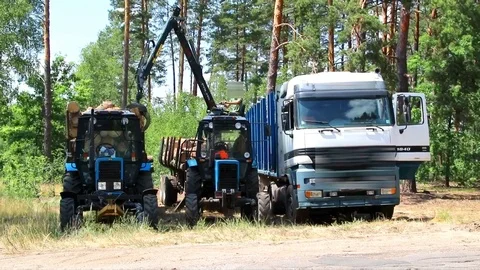 Deforestation and automated loading onto a truck vehicle 스톡 동영상 111581330
