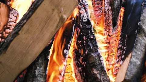 Deforestation and burning of forests, leading to the extinction of animals Stock Footage 165472043