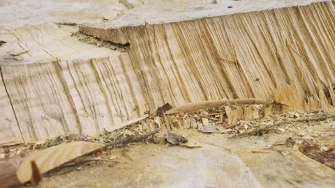 Deforestation And Climate Change Concept, Deforestation and environmental Vidéo 335221982
