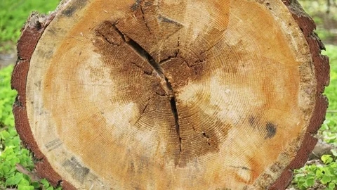 Deforestation And Climate Change Concept, This footage is editorial content Vidéo 335222791