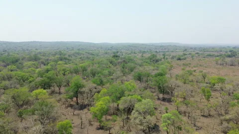 Deforestation and climate change in Mozambique, aerial drone shot of forest, 4k Stock Footage 341838264