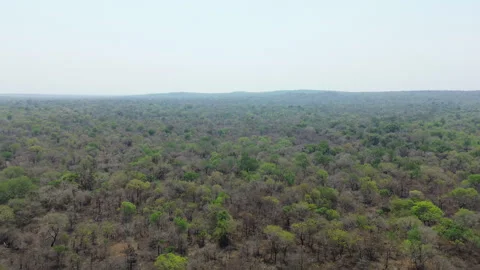 Deforestation and climate change Mozambique Forest, 4k Stock Footage 341838683
