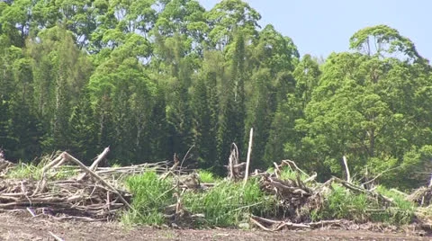Deforestation and farming Stock Footage 24174491