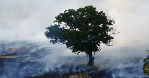 Deforestation And Fire, Amazon, Brazil. Rain Forest Fire Disaster Video Stock Footage 117936911