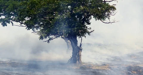 Deforestation And Fire, Amazon, Brazil. Rain Forest Fire Disaster Stock Footage 117938329