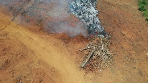 Deforestation and fire Vídeo Stock 104492818