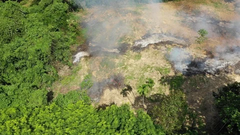 Deforestation and fire Vídeos de archivo 107520348