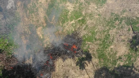 Deforestation and fire Vídeos de archivo 107520988