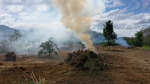Deforestation and fire Vidéo 120497510