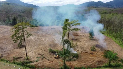Deforestation and fire Stockbeeldmateriaal 120497613