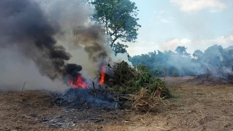 Deforestation and fire Stock-Footage 120906251