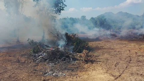 Deforestation and fire 스톡 동영상 120906491