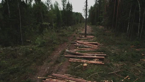 Deforestation and forest clearance. Illegal logging. Stock-Footage 212463953