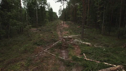 Deforestation and forest clearance. Illegal logging. Stock Footage 212594968