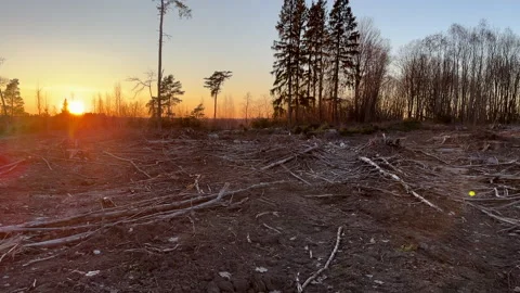 Deforestation and forest clearance. Illegal logging. Forest destruction Stock Footage 269896566